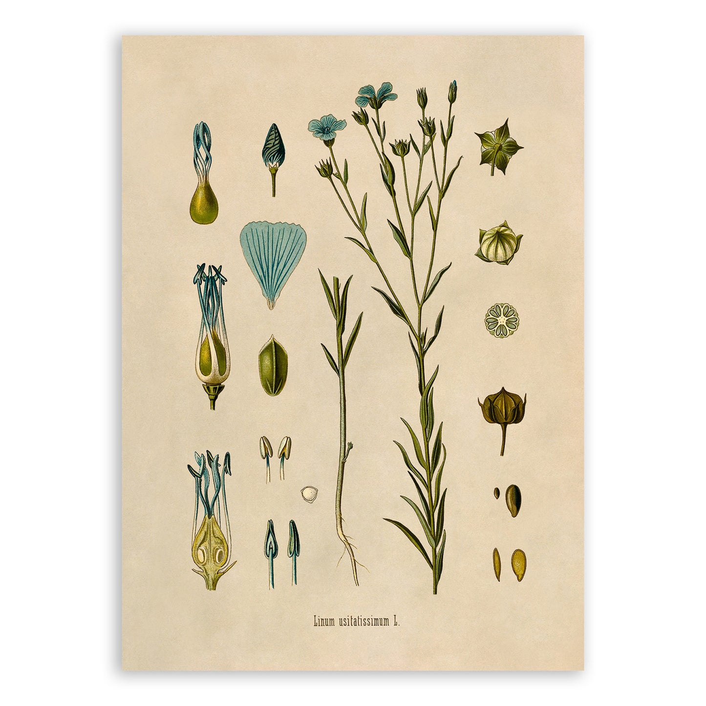 Flax Plant Botanical Illustration Print, MOBO16