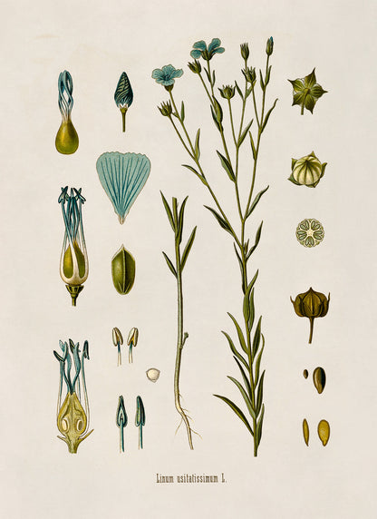 Flax Plant Botanical Illustration Print, MOBO16