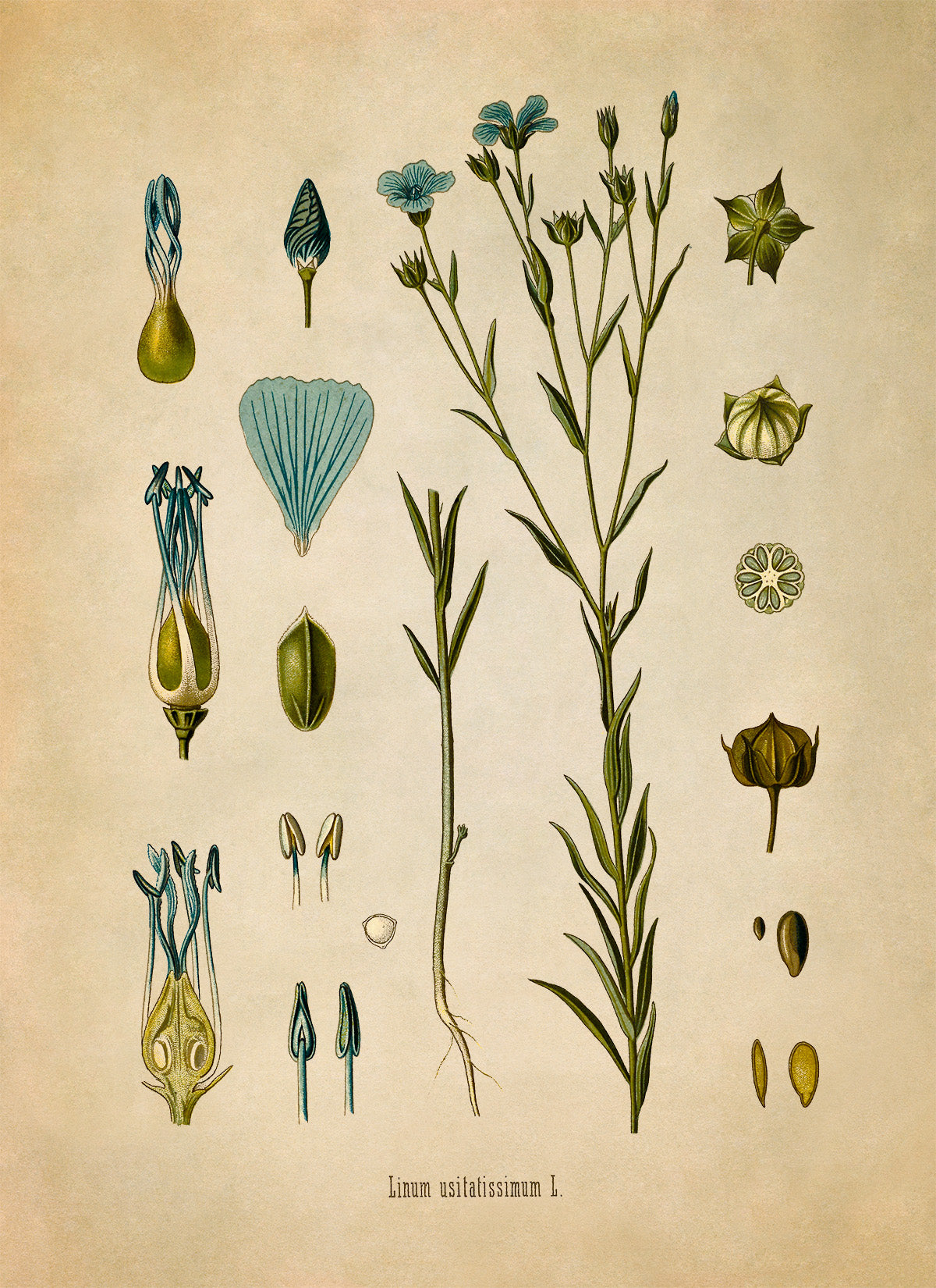 Flax Plant Botanical Illustration Print, MOBO16