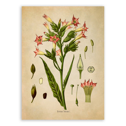 Tobacco Plant Botanical Illustration Print, MOBO17