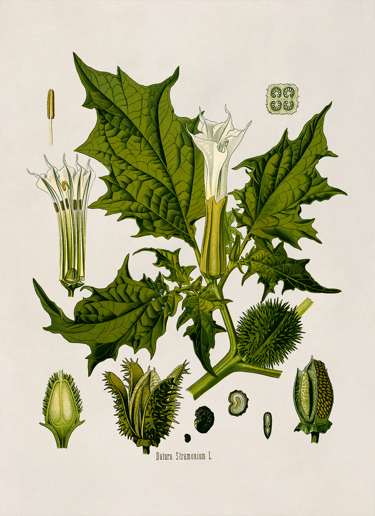 Jimsonweed Plant Botanical Illustration Print, MOBO18