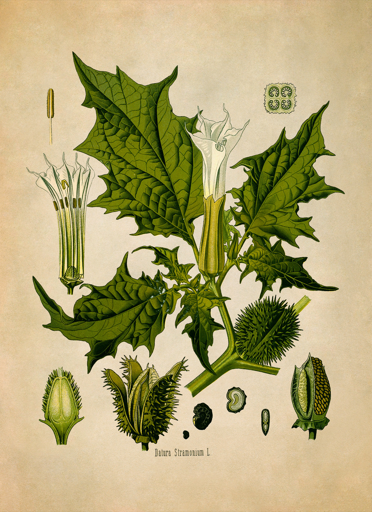 Jimsonweed Plant Botanical Illustration Print, MOBO18