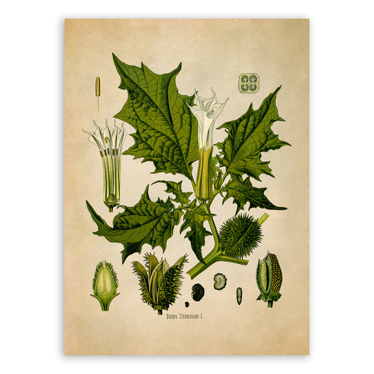 Jimsonweed Plant Botanical Illustration Print, MOBO18