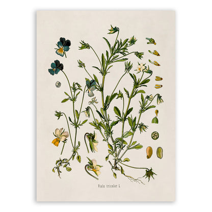 Wild Pansy Flower Plant Botanical Illustration Print, MOBO19