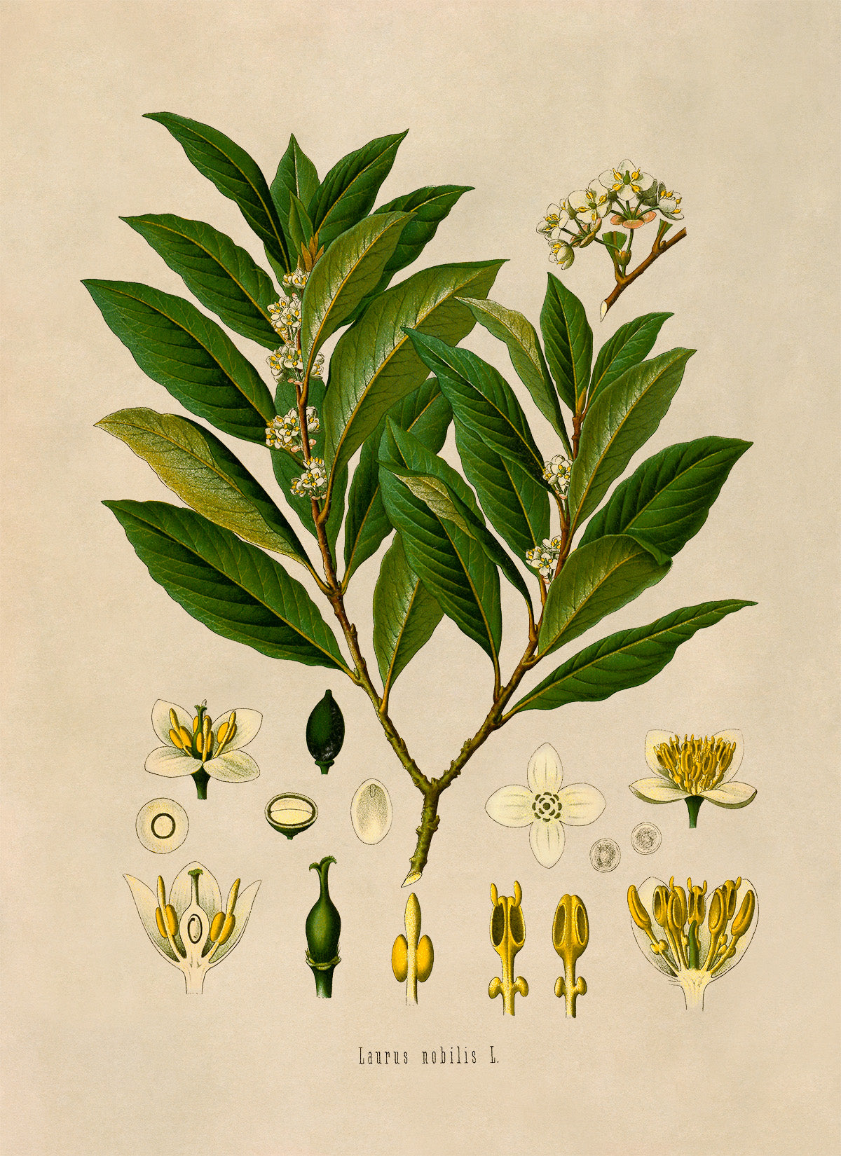 Bay Laurel Tree Botanical Illustration Print, MOBO1