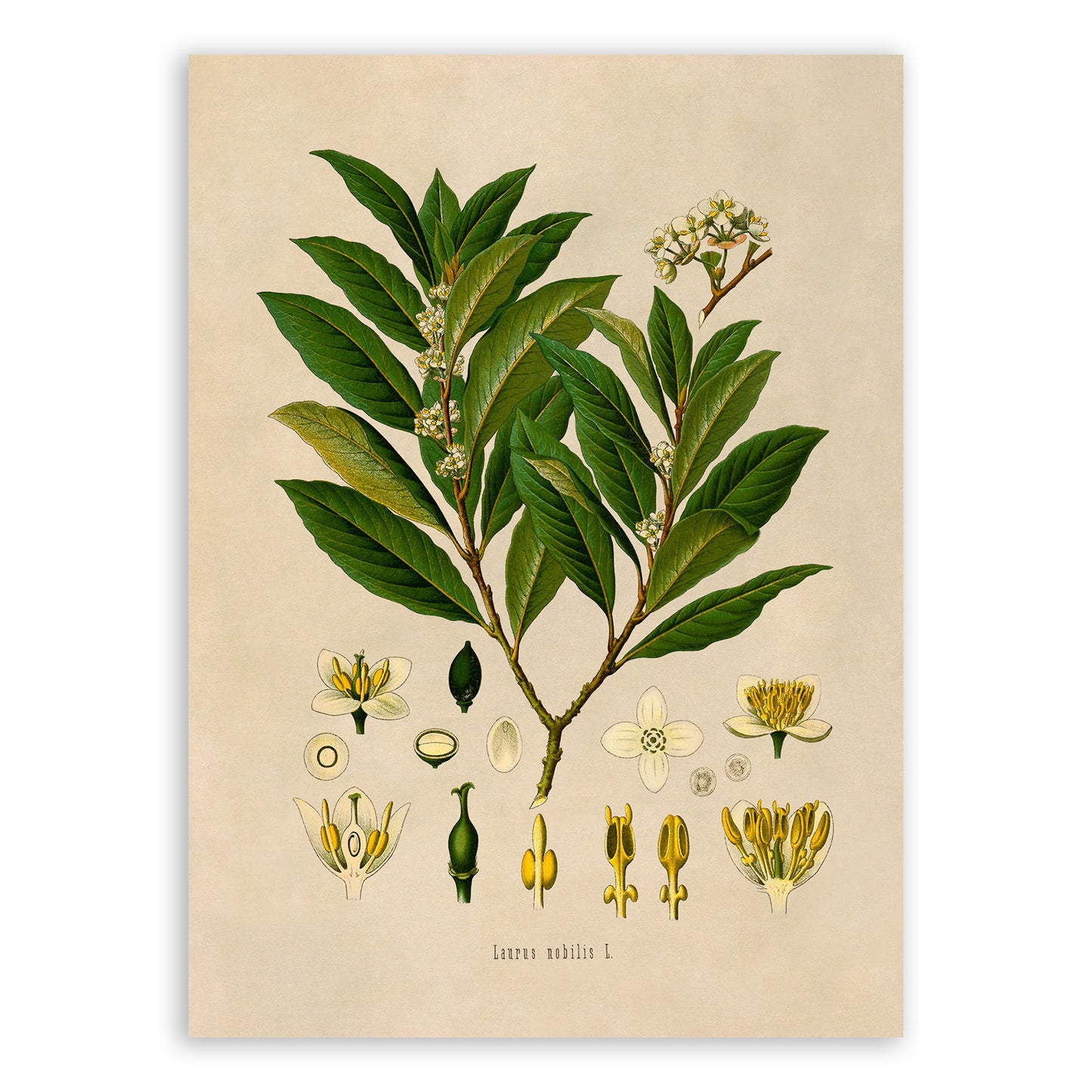 Bay Laurel Tree Botanical Illustration Print, MOBO1