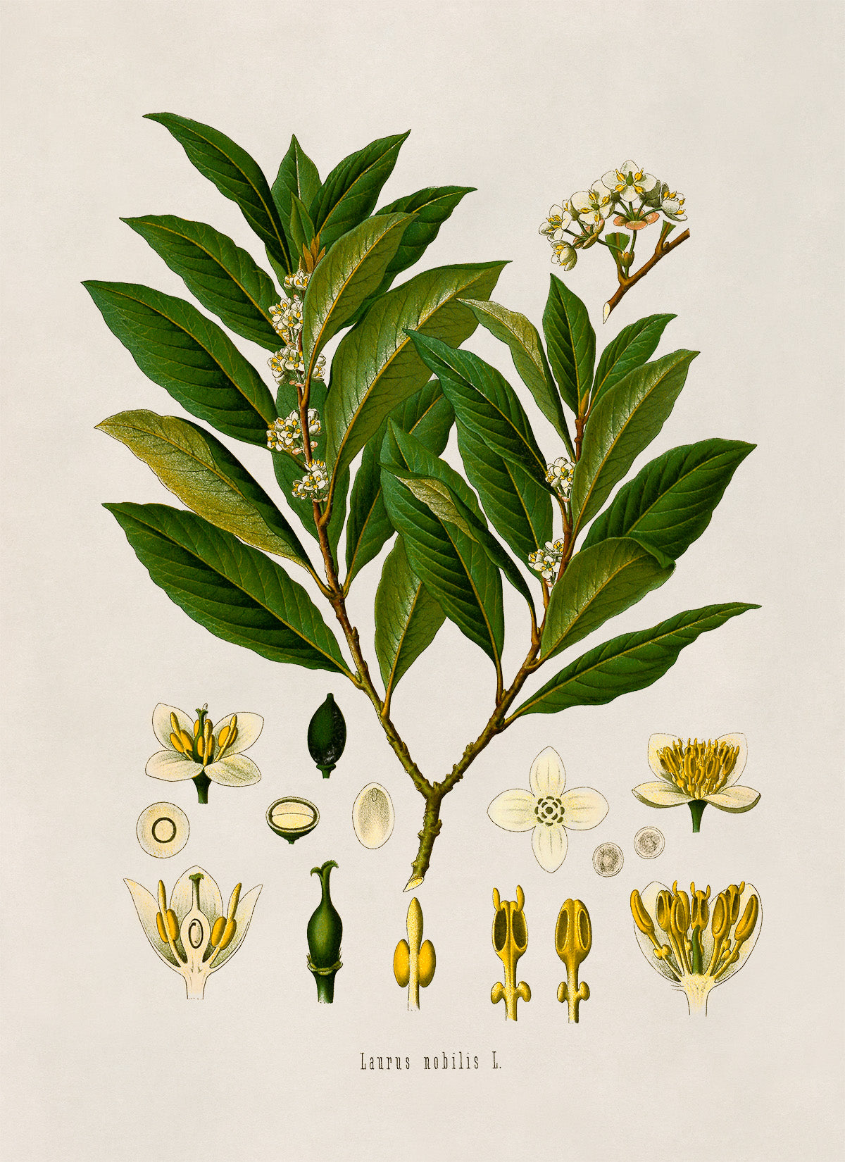 Bay Laurel Tree Botanical Illustration Print, MOBO1