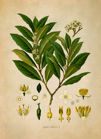 Bay Laurel Tree Botanical Illustration Print, MOBO1