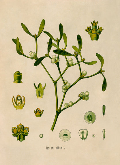 Mistletoe Plant Botanical Illustration Print, MOBO20