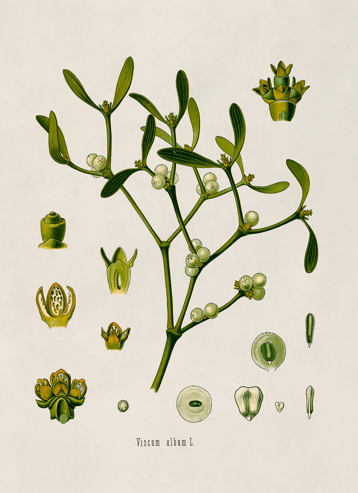 Mistletoe Plant Botanical Illustration Print, MOBO20