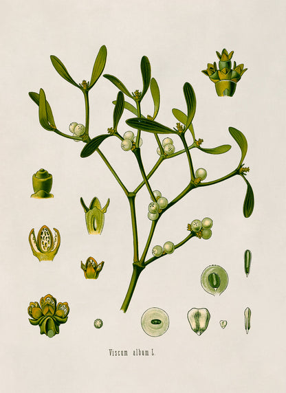 Mistletoe Plant Botanical Illustration Print, MOBO20