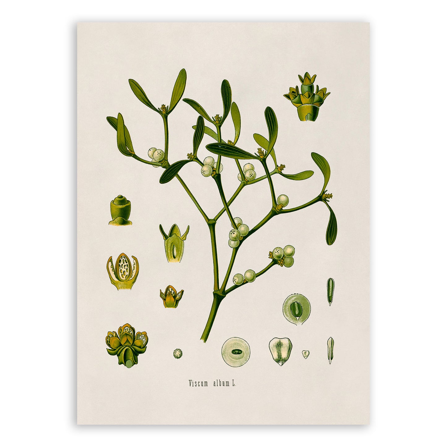 Mistletoe Plant Botanical Illustration Print, MOBO20