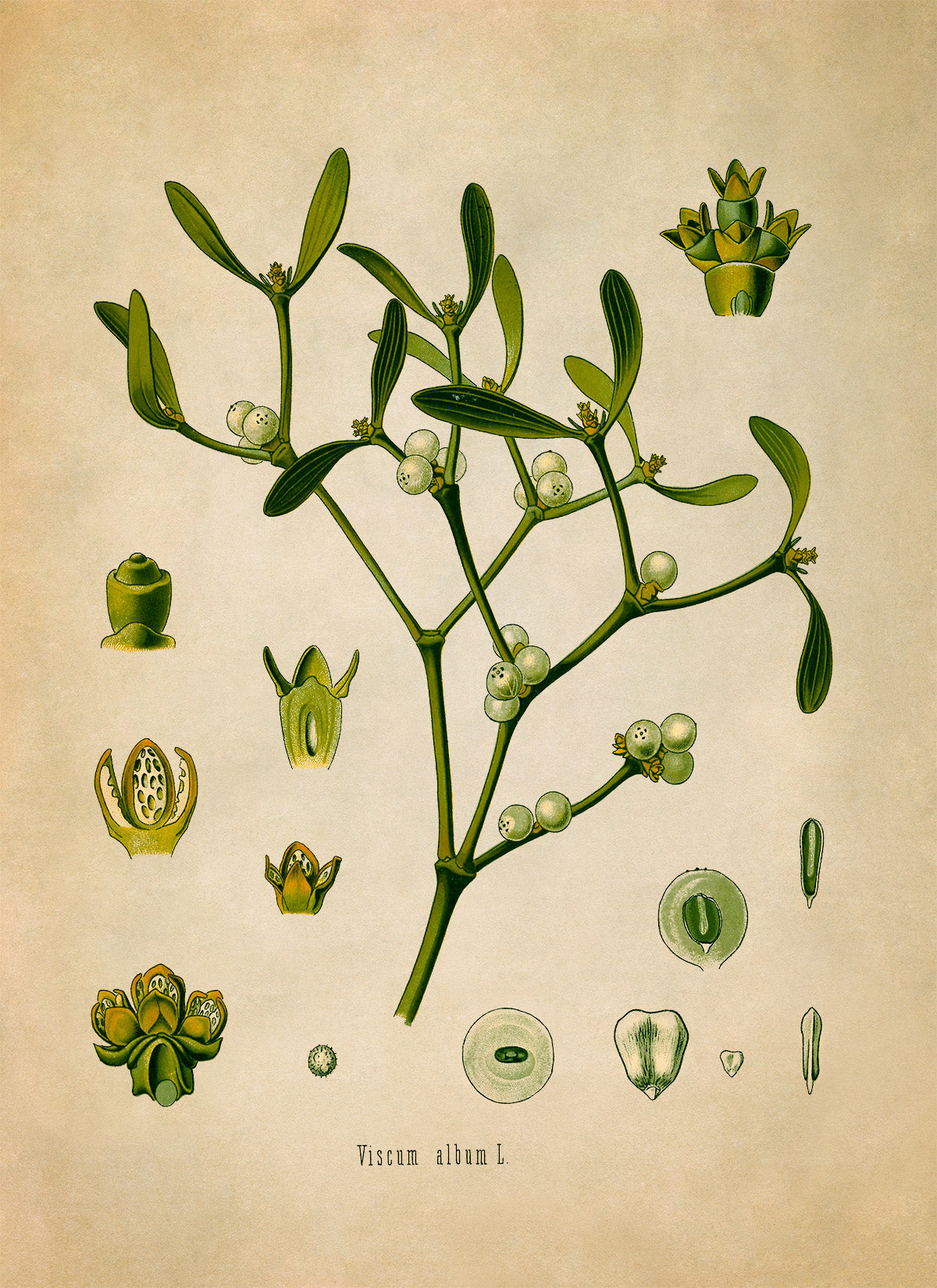 Mistletoe Plant Botanical Illustration Print, MOBO20