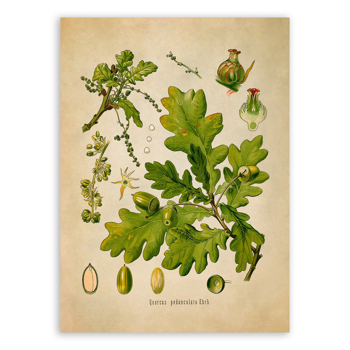 English Oak Tree Botanical Illustration Print, MOBO21