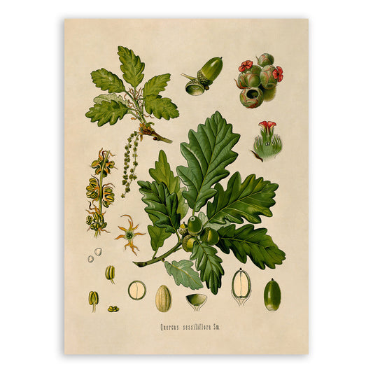 Sessile Oak Tree Botanical Illustration Print, MOBO22