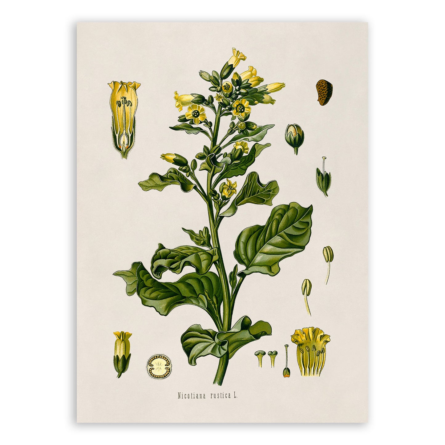 Wild Tobacco Plant Botanical Illustration Print, MOBO23