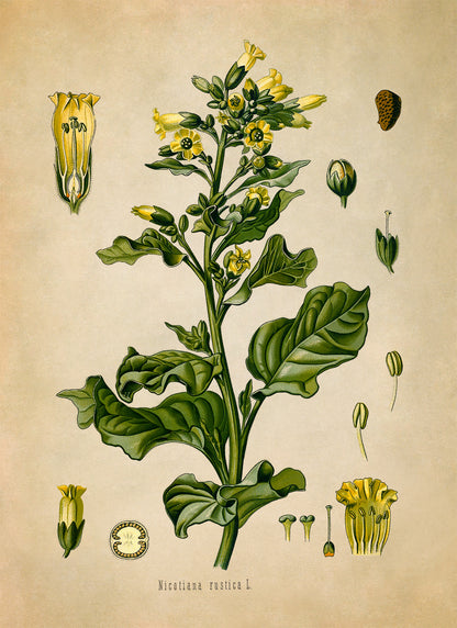 Wild Tobacco Plant Botanical Illustration Print, MOBO23