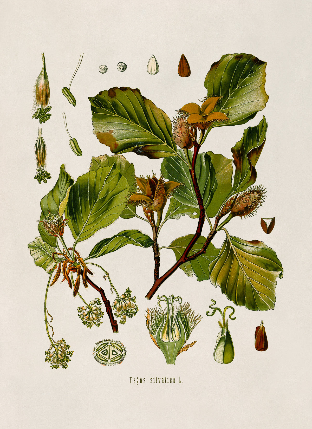 European Beech Tree Botanical Illustration Print, MOBO24