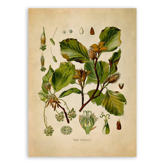 European Beech Tree Botanical Illustration Print, MOBO24