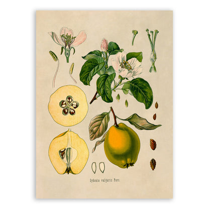 Quince Fruit Plant Botanical Illustration Print, MOBO25