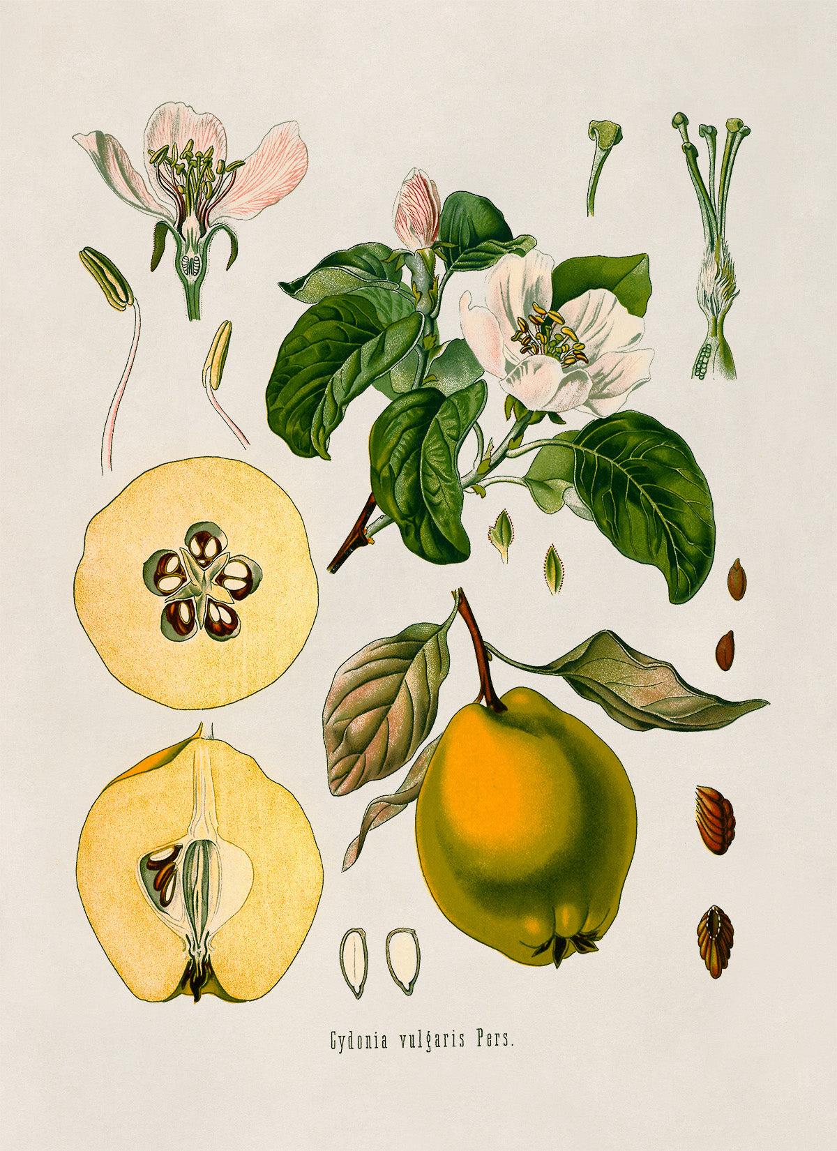 Quince Fruit Plant Botanical Illustration Print, MOBO25