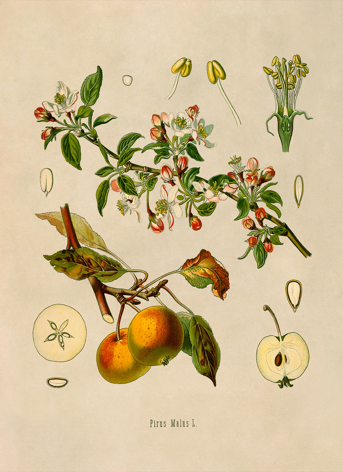 Apple Fruit Tree Botanical Illustration Print, MOBO26