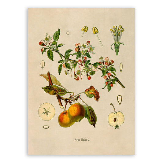 Apple Fruit Tree Botanical Illustration Print, MOBO26