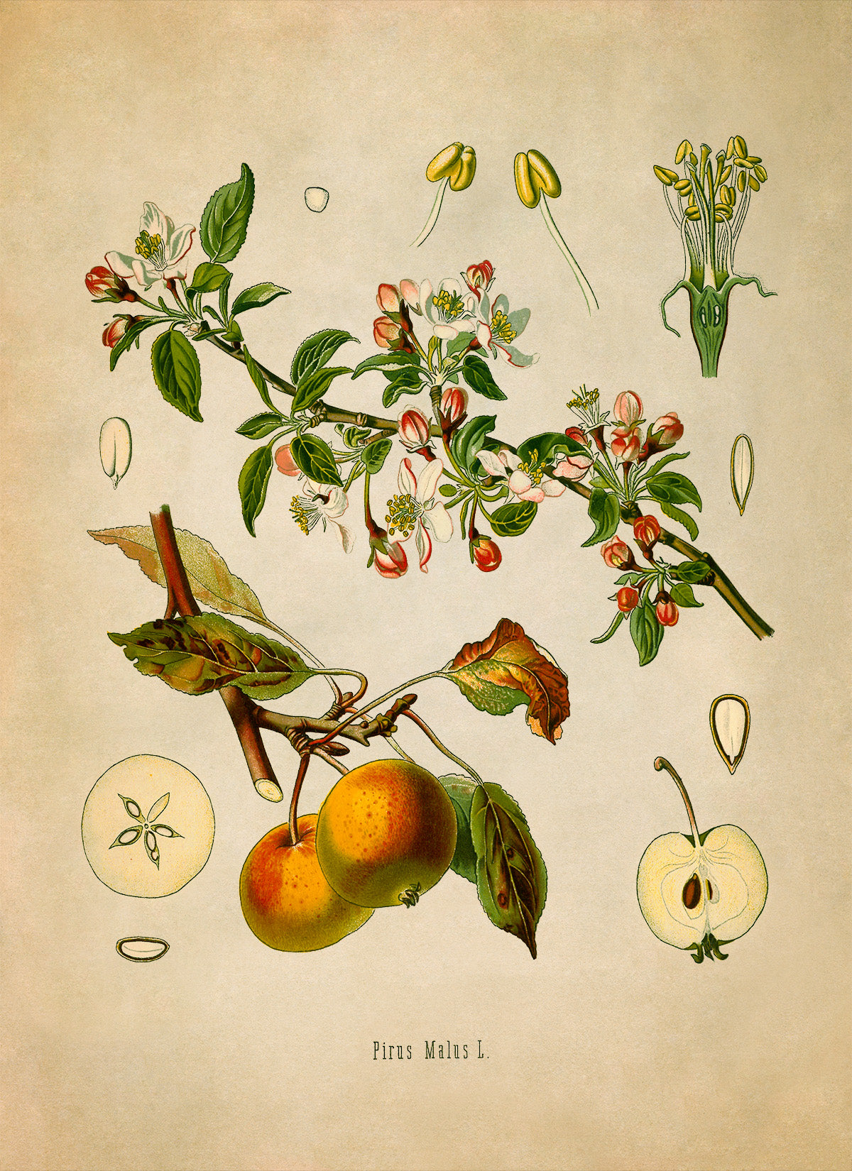 Apple Fruit Tree Botanical Illustration Print, MOBO26