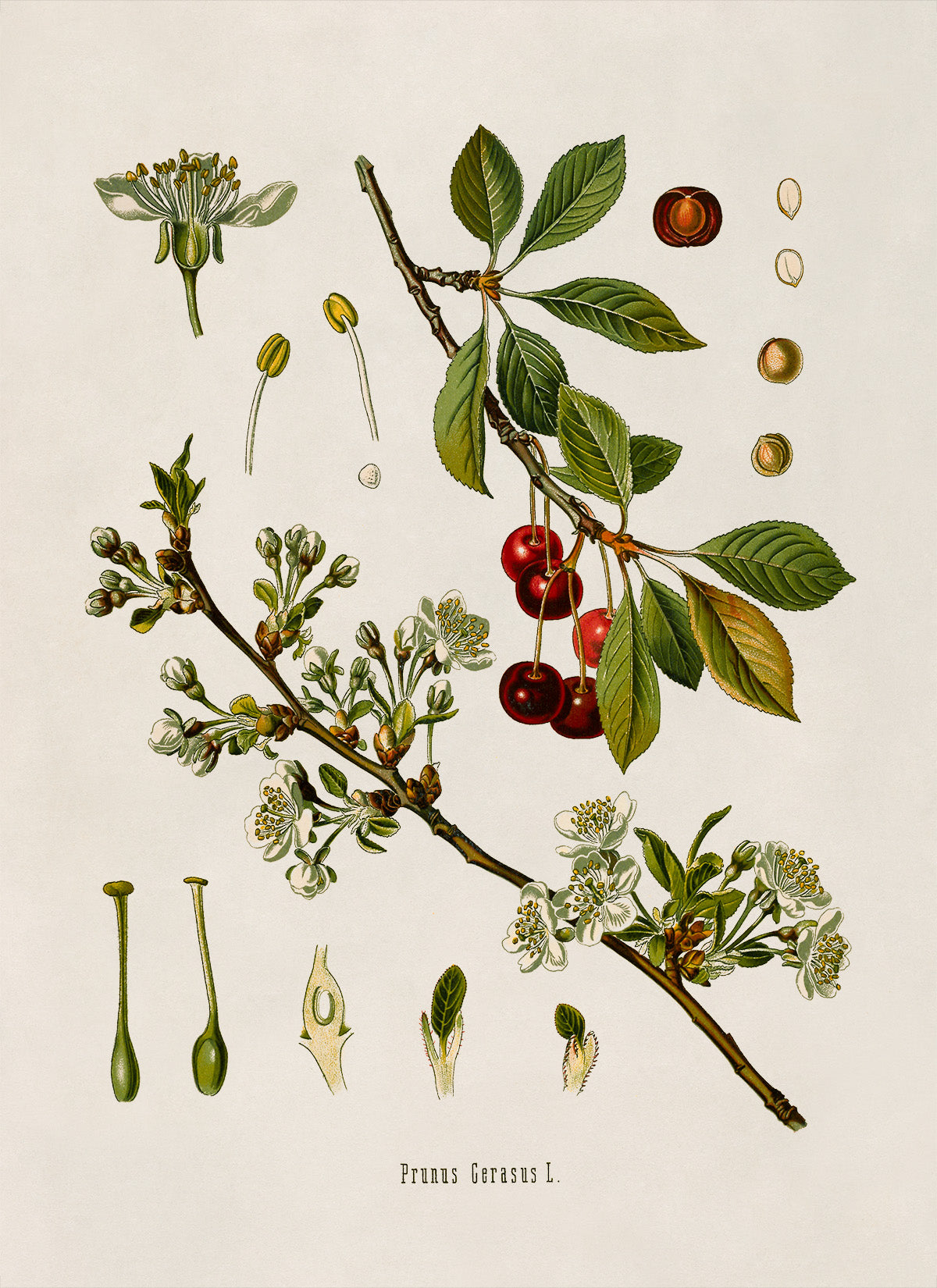 Sour Cherry Tree Botanical Illustration Print, MOBO27