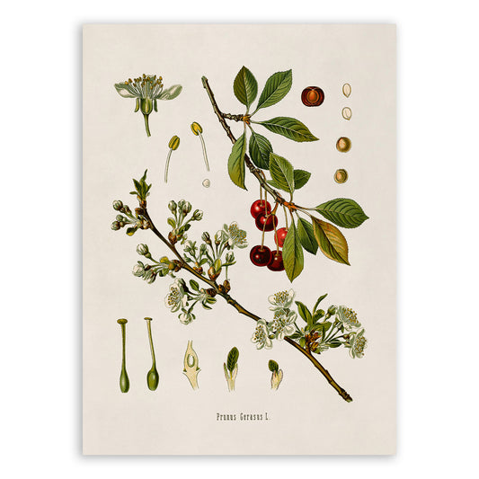 Sour Cherry Tree Botanical Illustration Print, MOBO27