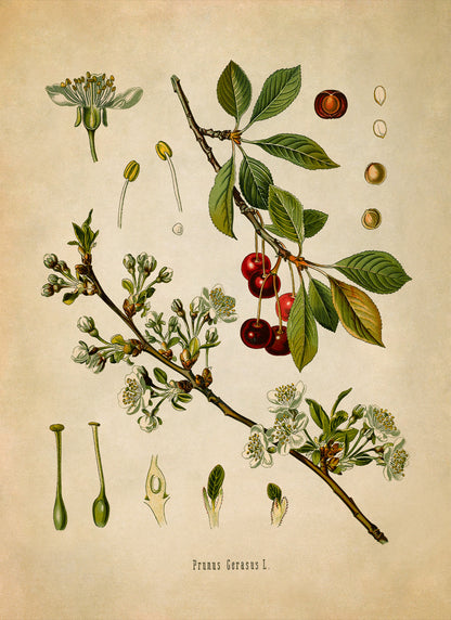 Sour Cherry Tree Botanical Illustration Print, MOBO27