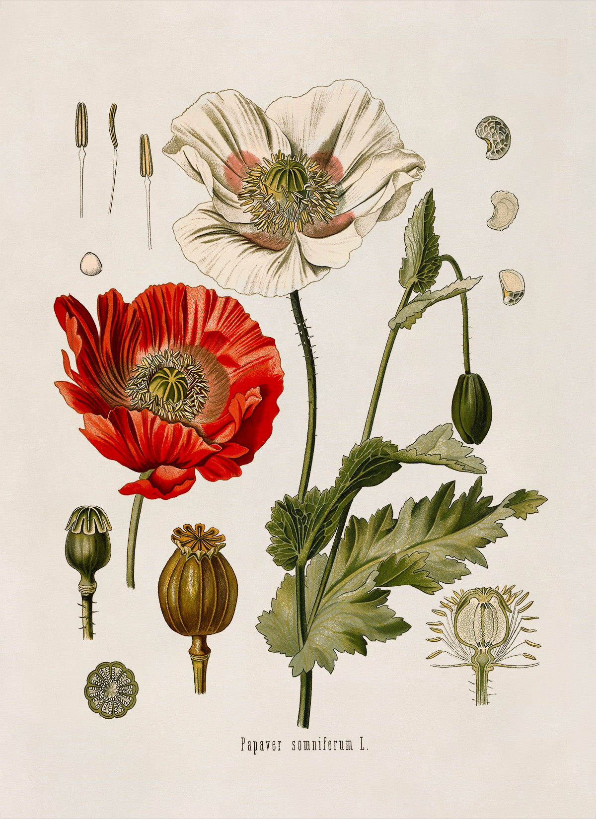 Opium Poppy Flower Plant Botanical Illustration Print, MOBO28