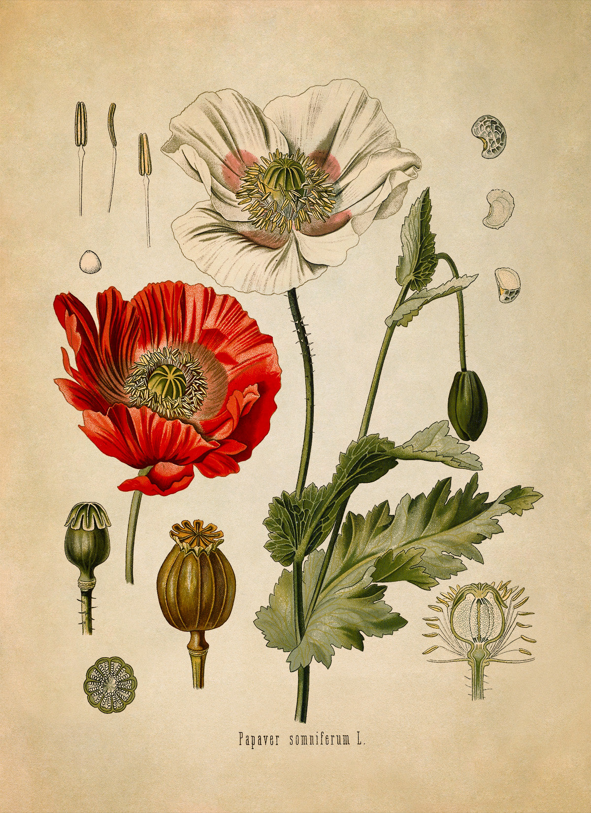 Opium Poppy Flower Plant Botanical Illustration Print, MOBO28