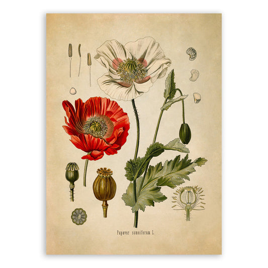 Opium Poppy Flower Plant Botanical Illustration Print, MOBO28