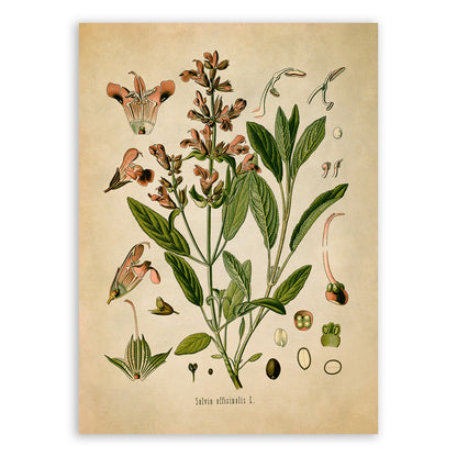 Sage Plant Botanical Illustration Print, MOBO29