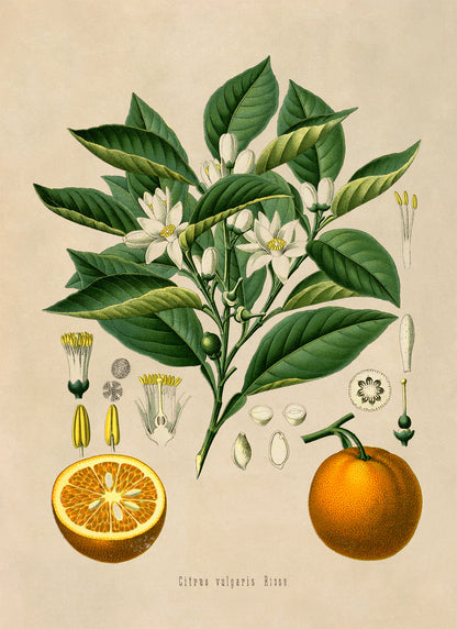 Bitter Orange Fruit Tree Botanical Illustration Print, MOBO2