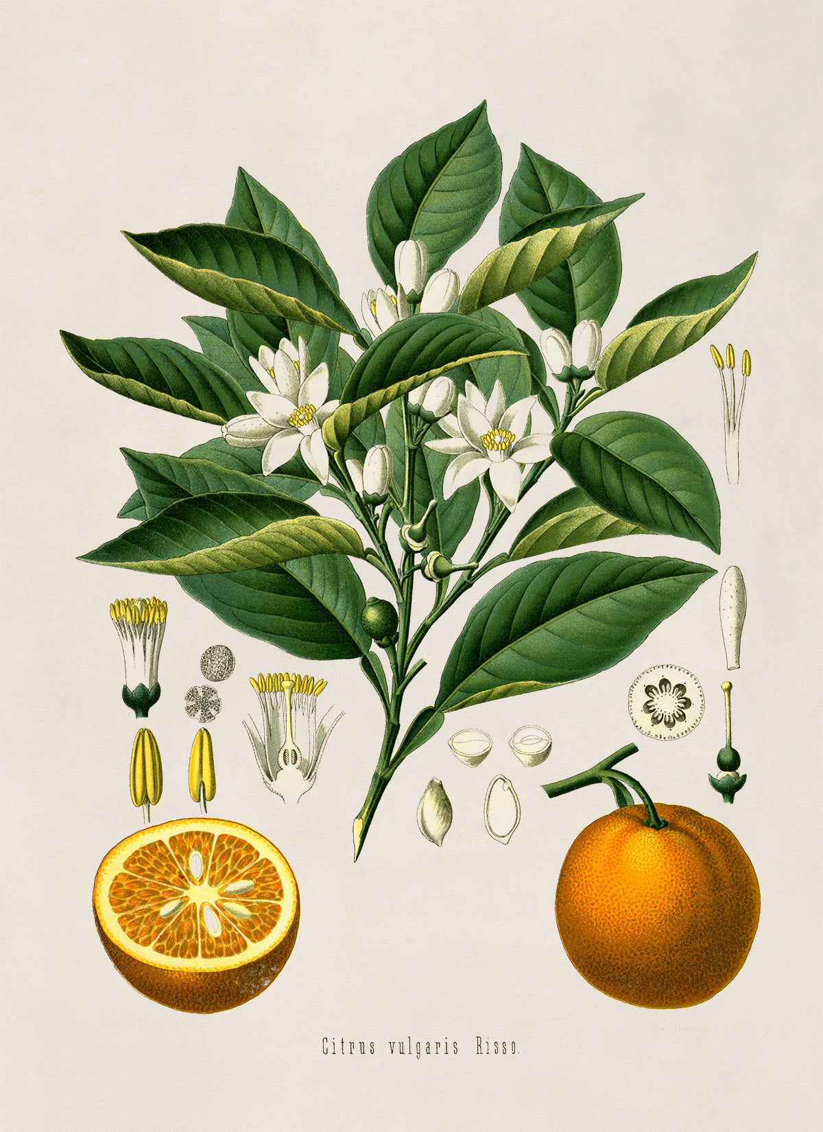 Bitter Orange Fruit Tree Botanical Illustration Print, MOBO2