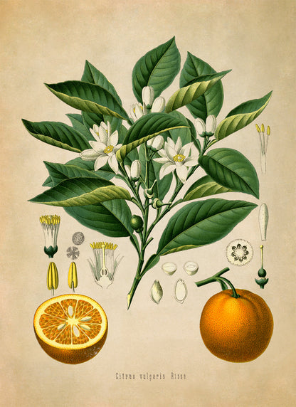 Bitter Orange Fruit Tree Botanical Illustration Print, MOBO2