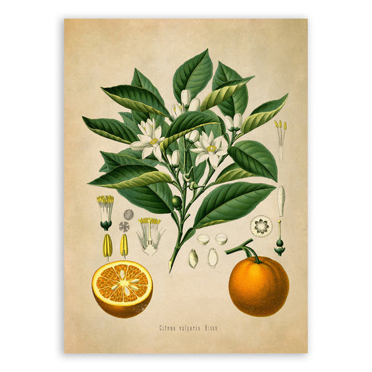 Bitter Orange Fruit Tree Botanical Illustration Print, MOBO2