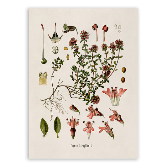 Creeping Thyme Botanical Illustration Print, MOBO30