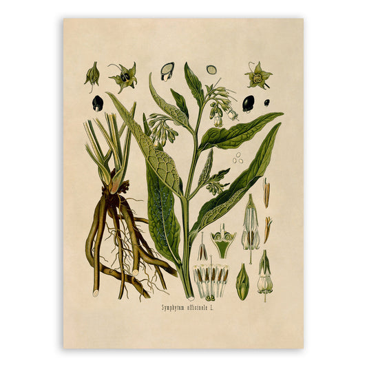 Comfrey Plant Botanical Illustration Print, MOBO31