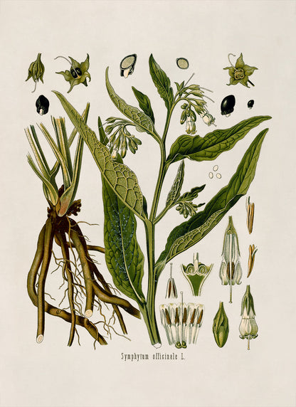 Comfrey Plant Botanical Illustration Print, MOBO31