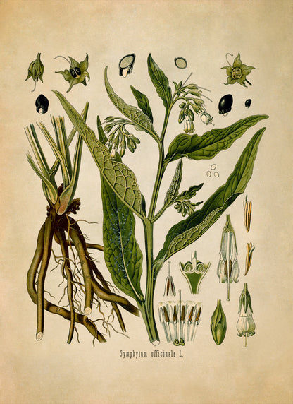 Comfrey Plant Botanical Illustration Print, MOBO31