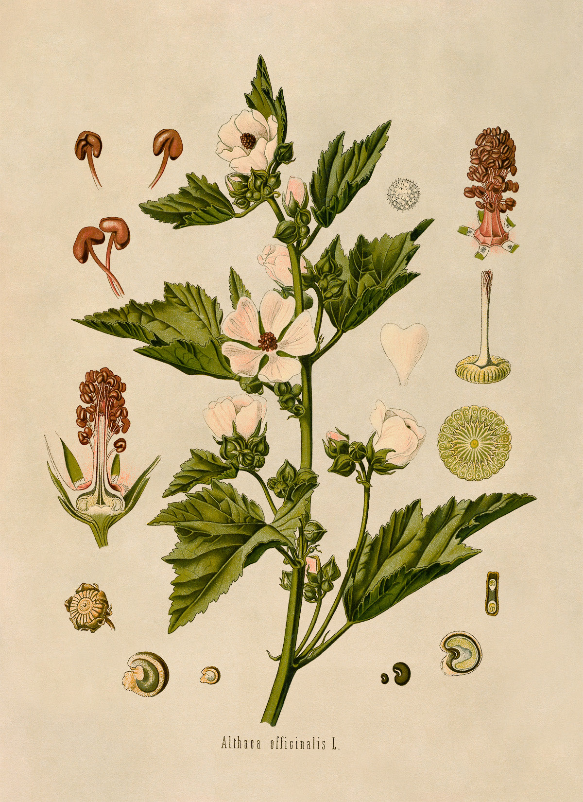 Marsh Mallow Plant Botanical Illustration Print, MOBO32