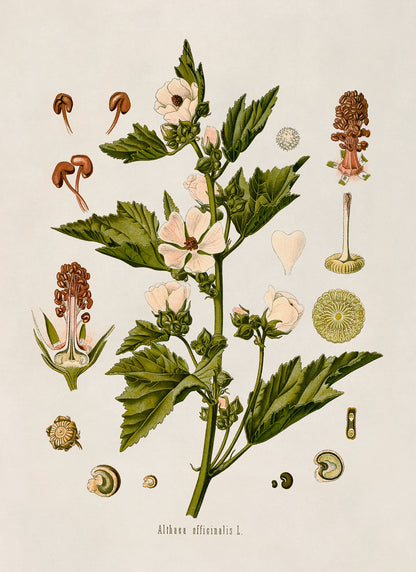 Marsh Mallow Plant Botanical Illustration Print, MOBO32