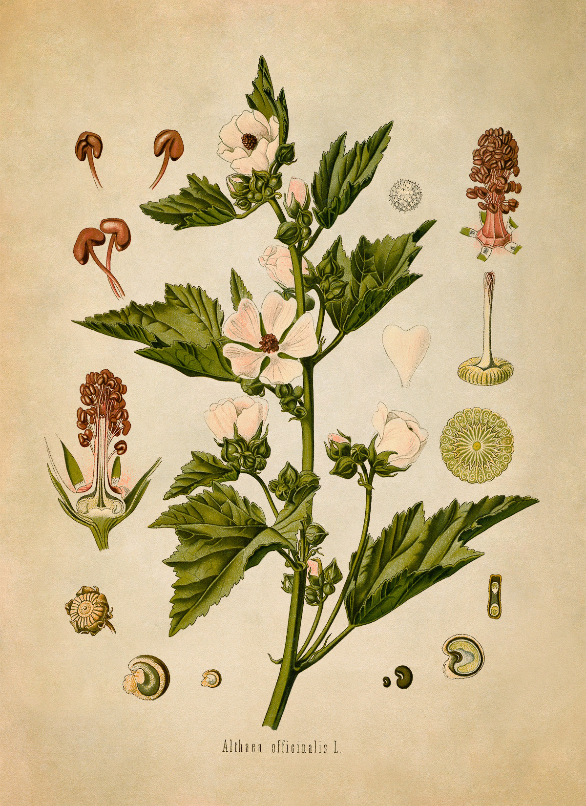 Marsh Mallow Plant Botanical Illustration Print, MOBO32