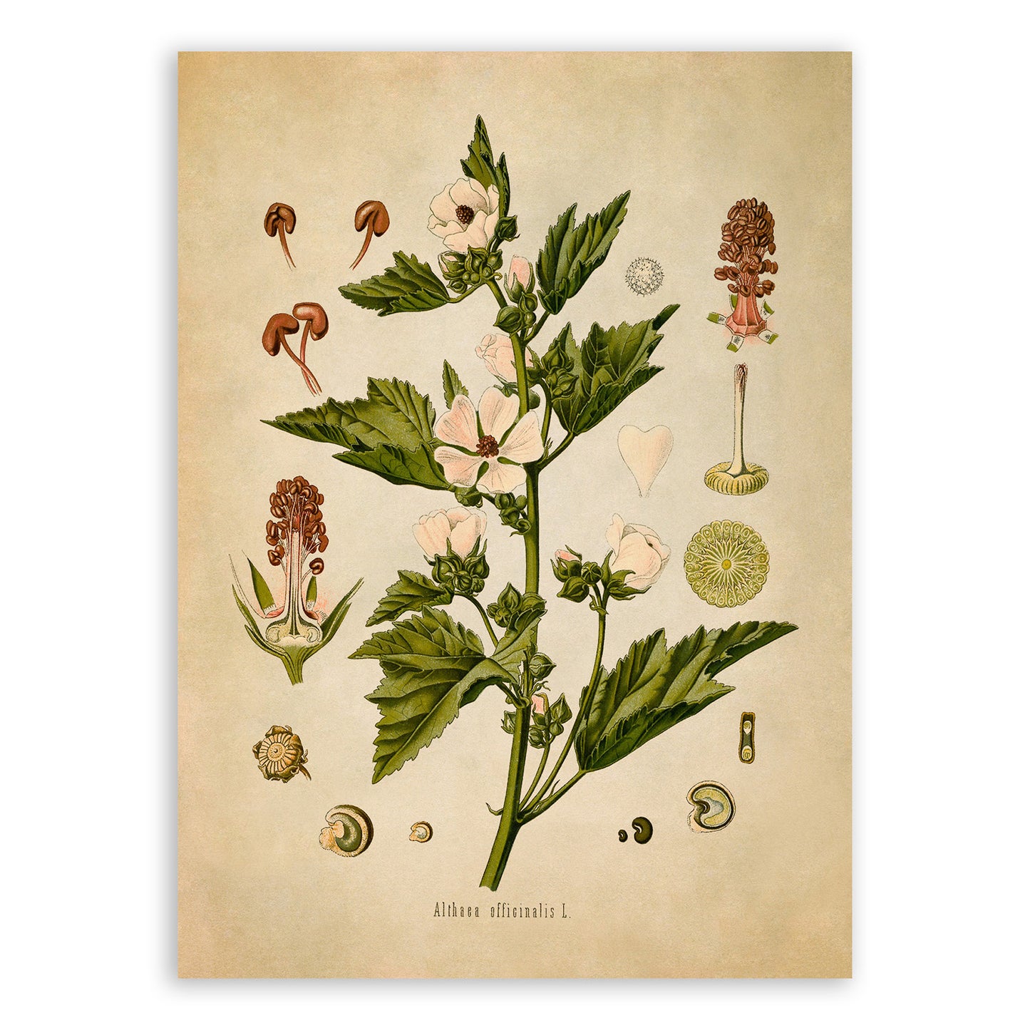 Marsh Mallow Plant Botanical Illustration Print, MOBO32