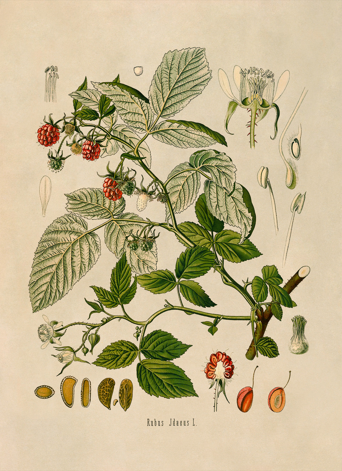 Red Raspberry Fruit Plant Botanical Illustration Print, MOBO33