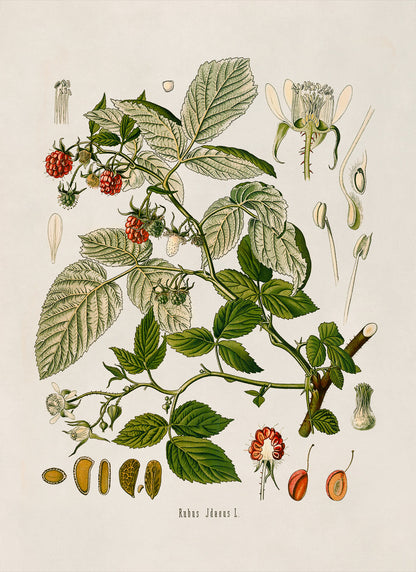 Red Raspberry Fruit Plant Botanical Illustration Print, MOBO33