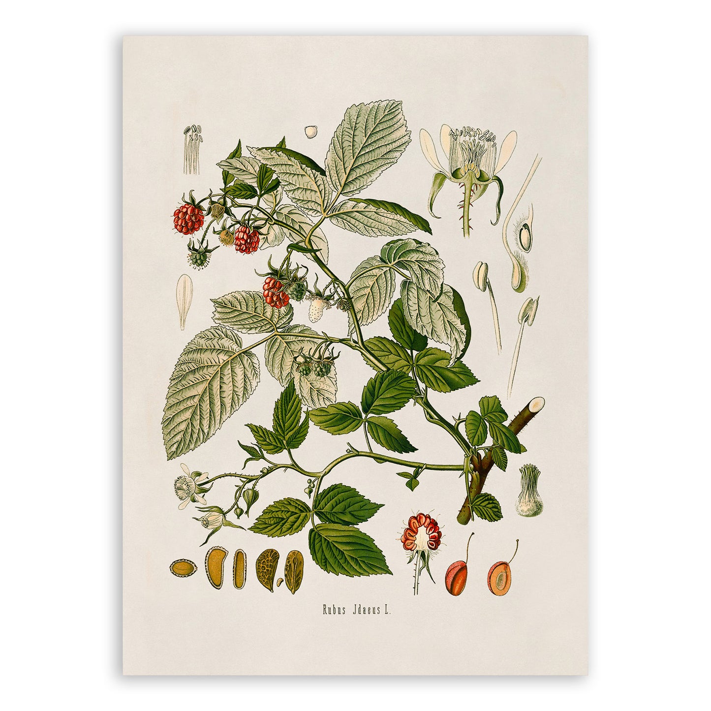 Red Raspberry Fruit Plant Botanical Illustration Print, MOBO33